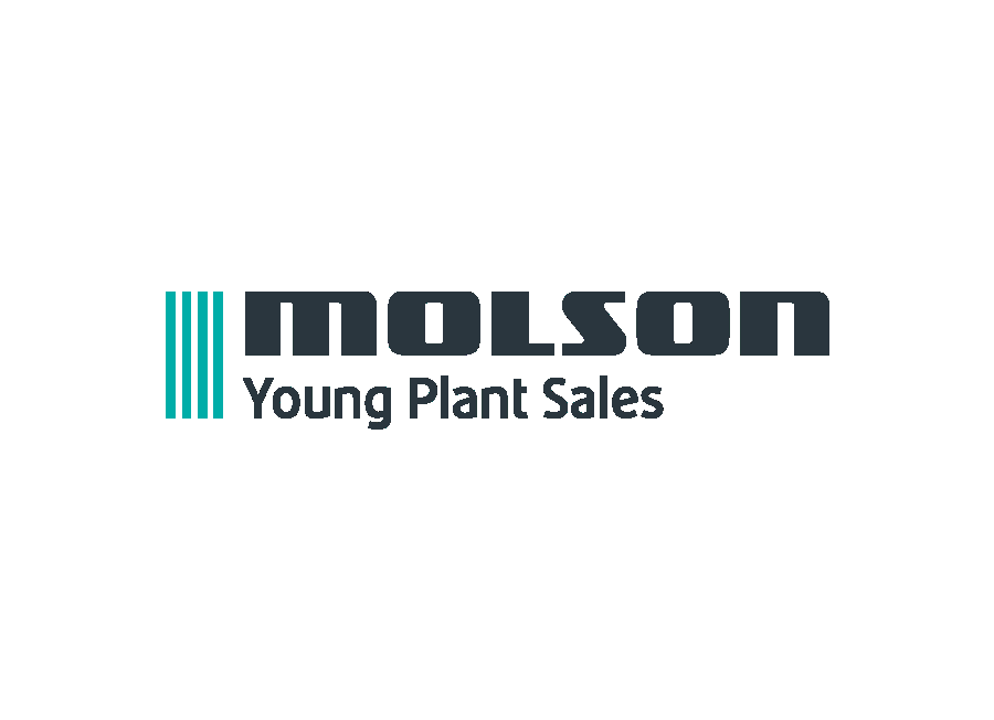 Molson young plant